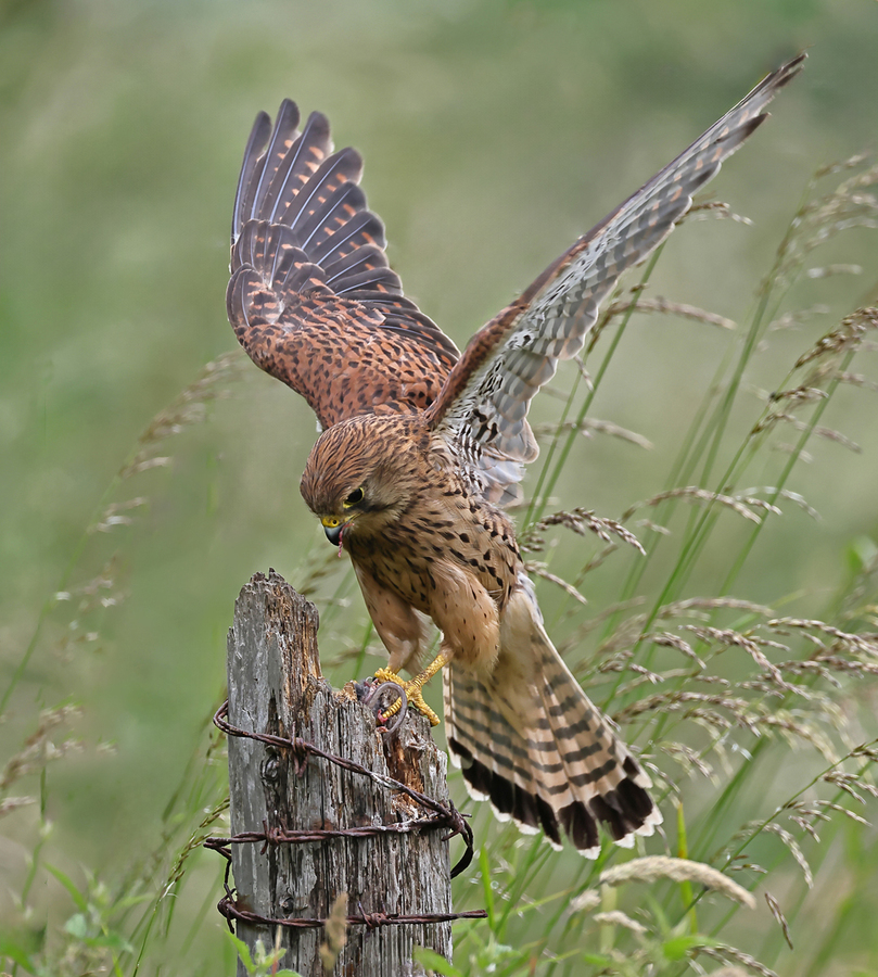 Kestrel Flying onto Post - Peter Bagnall - Highly Commended